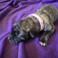 Salmon pink female, a female Irish Wolfhound for sale in Caneadea, NY – 10 of 10