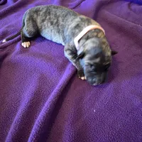 Salmon pink female, a female Irish Wolfhound for sale in Caneadea, NY – 5 of 10