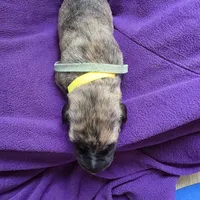 Yellow color female , a female Irish Wolfhound for sale in Caneadea, NY – 2 of 10