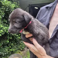 Pink female, a female Irish Wolfhound for sale in Caneadea, NY – 2 of 10