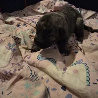 Green female, a female Irish Wolfhound for sale in Caneadea, NY – 4 of 8