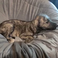 💚 💚 Female 💚  💚, a female Irish Wolfhound for sale in Caneadea, NY – 2 of 8