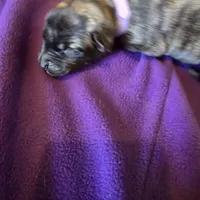 Light pink female , a female Irish Wolfhound for sale in Caneadea, NY – 2 of 7