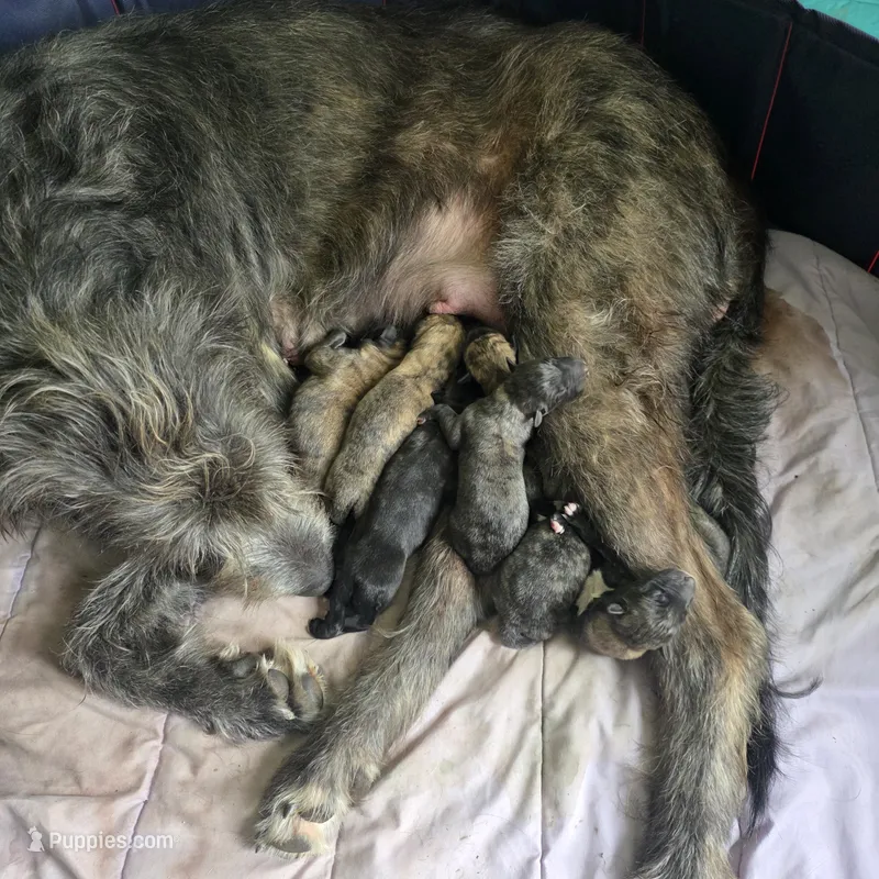 2026 litter – Irish Wolfhound puppy for sale in Caneadea, NY