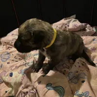 Yellow collar female, a female Irish Wolfhound for sale in Caneadea, NY – 4 of 7