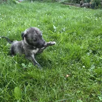 Green female, a female Irish Wolfhound for sale in Caneadea, NY – 5 of 9