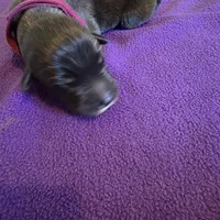 Dark pink female , a female Irish Wolfhound for sale in Caneadea, NY – 2 of 6