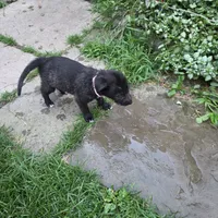 Pink female, a female Irish Wolfhound for sale in Caneadea, NY – 6 of 10