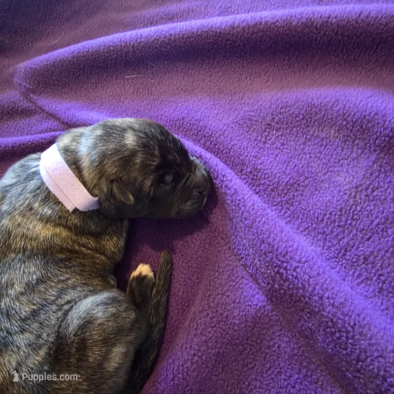 Light pink female  – Irish Wolfhound puppy for sale in Caneadea, NY