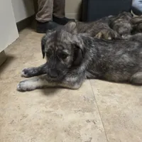 Green female, a female Irish Wolfhound for sale in Caneadea, NY – 1 of 9