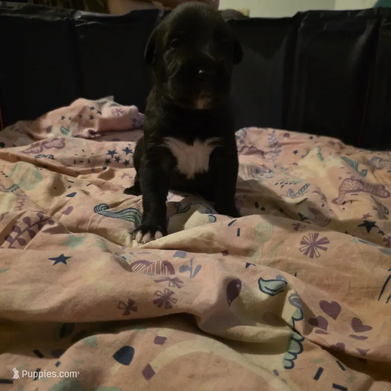 Purple female – Irish Wolfhound puppy for sale in Caneadea, NY