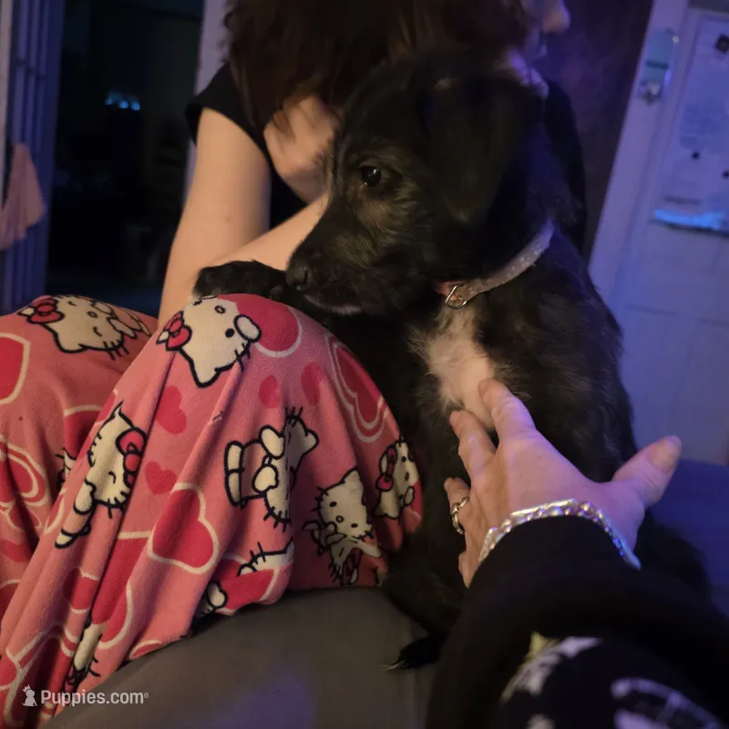 Pink female – Irish Wolfhound puppy for sale in Caneadea, NY