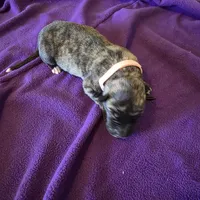 Salmon pink female, a female Irish Wolfhound for sale in Caneadea, NY – 7 of 10