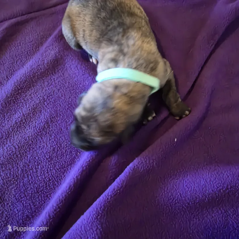 Ashley M puppy – Irish Wolfhound puppy on hold in Caneadea, NY