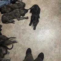 Pink female, a female Irish Wolfhound for sale in Caneadea, NY – 4 of 10