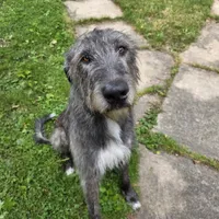 Pink female, a female Irish Wolfhound for sale in Caneadea, NY – 9 of 10