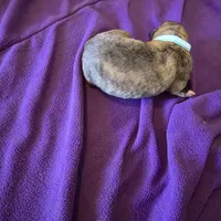 Light blue female, a female Irish Wolfhound for sale in Caneadea, NY – 1 of 6
