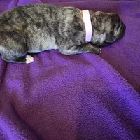 Salmon pink female, a female Irish Wolfhound for sale in Caneadea, NY – 9 of 10