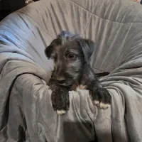 Billilyn F Pink female, a female Irish Wolfhound for sale in Caneadea, NY – 1 of 10