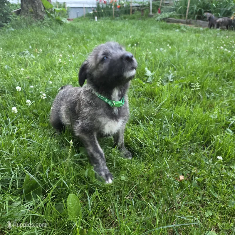 Green female – Irish Wolfhound puppy for sale in Caneadea, NY