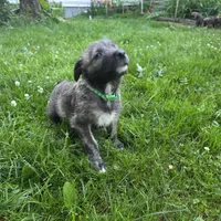 Green female, a female Irish Wolfhound for sale in Caneadea, NY – 4 of 9