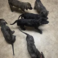 Pink female, a female Irish Wolfhound for sale in Caneadea, NY – 3 of 10