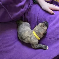 Yellow color female , a female Irish Wolfhound for sale in Caneadea, NY – 4 of 10