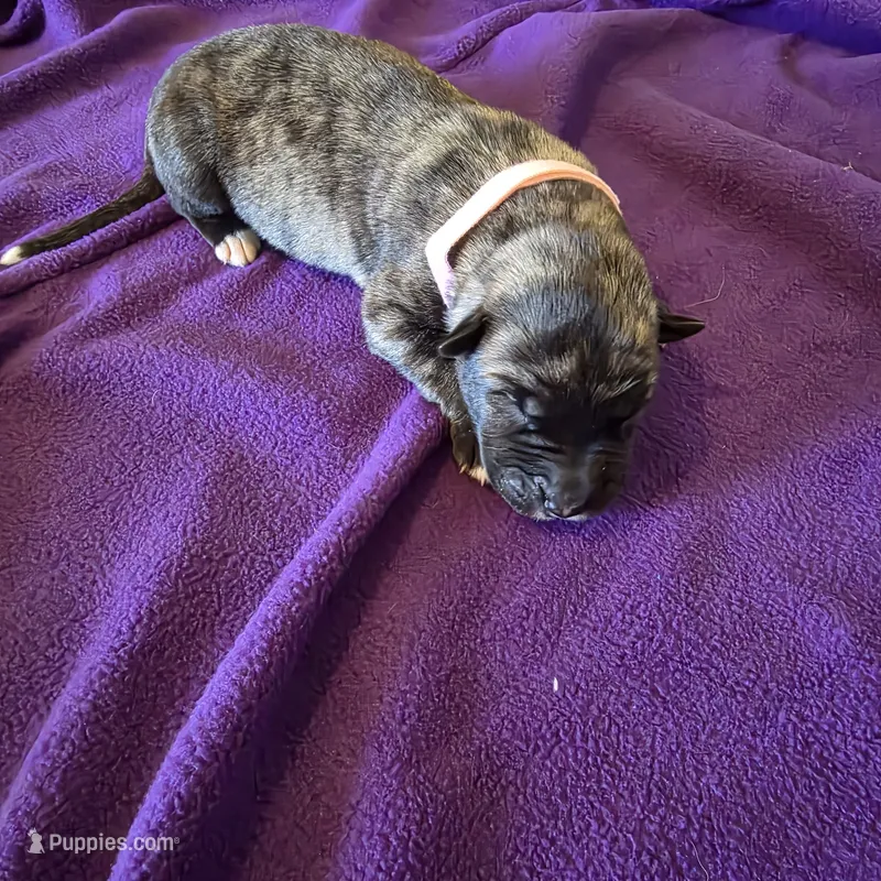 Salmon pink female – Irish Wolfhound puppy for sale in Caneadea, NY