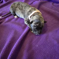 Salmon pink female, a female Irish Wolfhound for sale in Caneadea, NY – 1 of 10