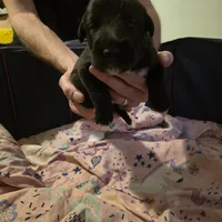 Pink female, a female Irish Wolfhound for sale in Caneadea, NY – 5 of 7