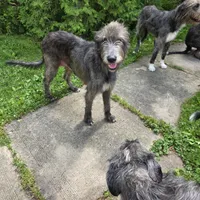 Pink female, a female Irish Wolfhound for sale in Caneadea, NY – 10 of 10