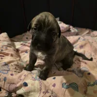 Yellow collar female, a female Irish Wolfhound for sale in Caneadea, NY – 1 of 7