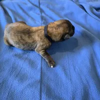 Opal J puppy, a male Irish Wolfhound for sale in Caneadea, NY – 8 of 10