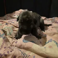Green female, a female Irish Wolfhound for sale in Caneadea, NY – 3 of 8