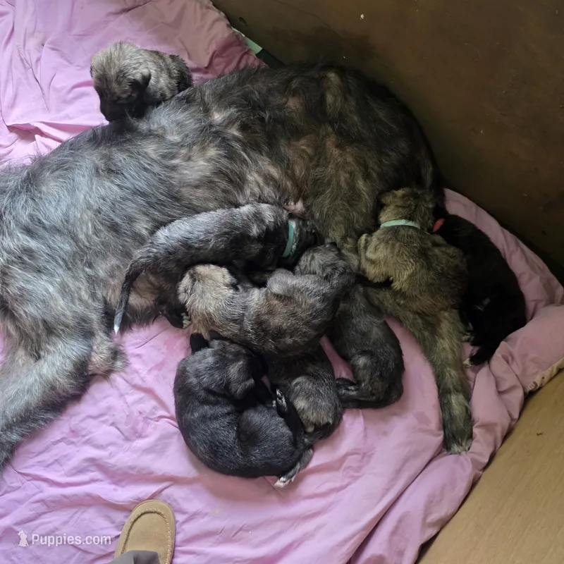 Green female – Irish Wolfhound puppy for sale in Caneadea, NY