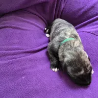 Green female (was salmon pink), a female Irish Wolfhound for sale in Caneadea, NY – 9 of 9