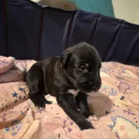 Purple female, a female Irish Wolfhound for sale in Caneadea, NY – 4 of 7