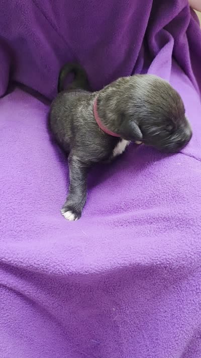 Dark pink female , a female Irish Wolfhound for sale in Caneadea, NY – 9 of 9