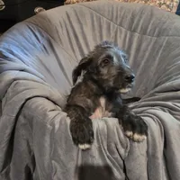 Billilyn F Pink female, a female Irish Wolfhound for sale in Caneadea, NY – 2 of 10