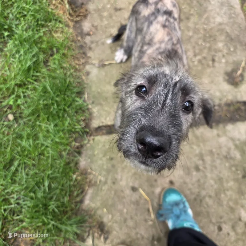 Jade AKC registered 💚 💚 Female 💚  💚 – Irish Wolfhound puppy for sale in Caneadea, NY