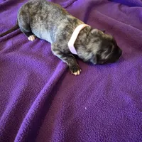 Salmon pink female, a female Irish Wolfhound for sale in Caneadea, NY – 6 of 10