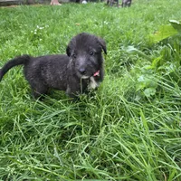 Pink female, a female Irish Wolfhound for sale in Caneadea, NY – 5 of 10