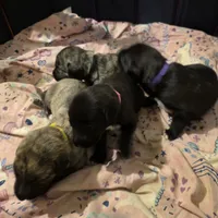 Yellow collar female, a female Irish Wolfhound for sale in Caneadea, NY – 6 of 7