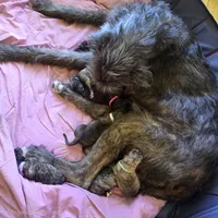 Light purple female , a female Irish Wolfhound for sale in Caneadea, NY – 5 of 7