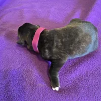 Dark pink female , a female Irish Wolfhound for sale in Caneadea, NY – 5 of 6