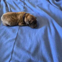 Opal J puppy, a male Irish Wolfhound for sale in Caneadea, NY – 6 of 10