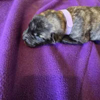 Light pink female , a female Irish Wolfhound for sale in Caneadea, NY – 7 of 7