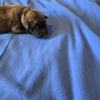 Opal J puppy, a male Irish Wolfhound for sale in Caneadea, NY – 1 of 10