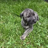 Green female, a female Irish Wolfhound for sale in Caneadea, NY – 9 of 9