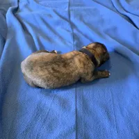Opal J puppy, a male Irish Wolfhound for sale in Caneadea, NY – 3 of 10
